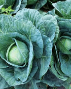 Copenhagen Market Cabbage – 100 Seeds