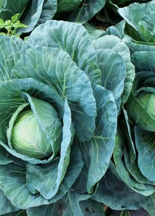 Copenhagen Market Cabbage – 100 Seeds