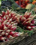 French Breakfast Radish – 250 Seeds