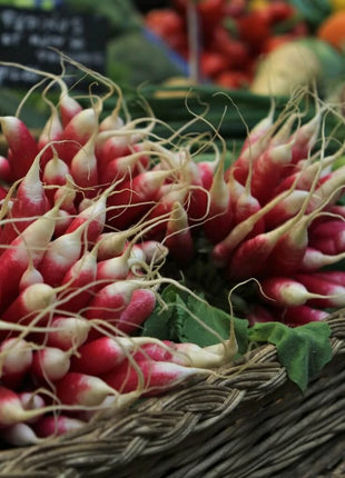 French Breakfast Radish – 250 Seeds