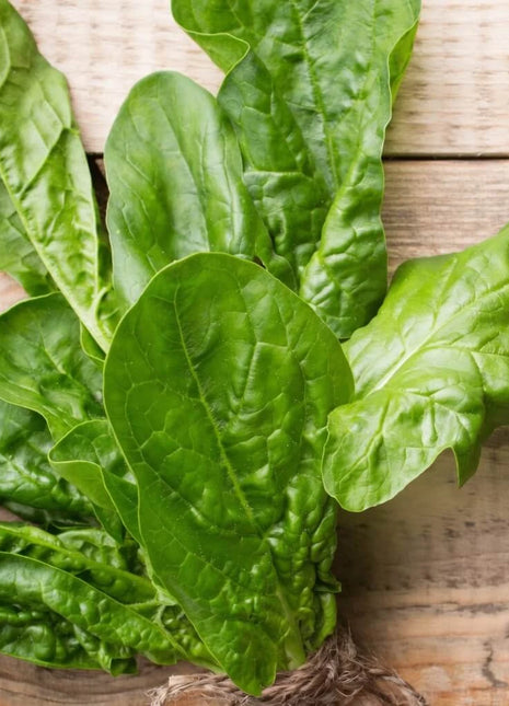 Giant Noble Spinach – 150 Seeds