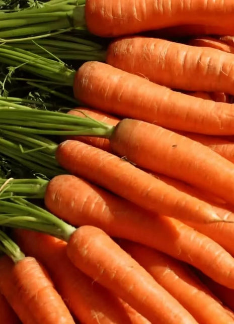 Tendersweet Carrot – 250 Seeds