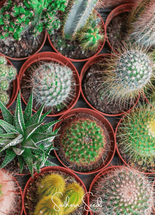 Cactus Mix – 30 Seeds