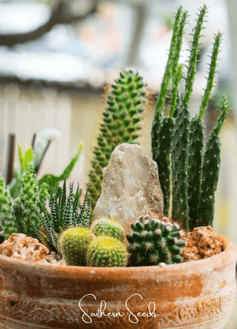 Cactus Mix – 30 Seeds