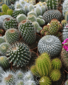 Cactus Mix – 30 Seeds