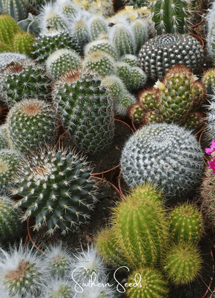 Cactus Mix – 30 Seeds