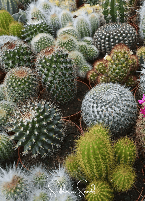 Cactus Mix – 30 Seeds