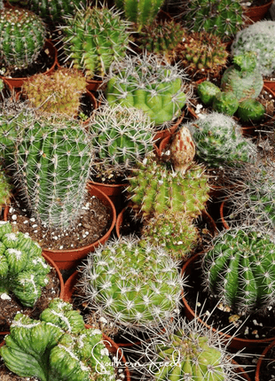 Cactus Mix – 30 Seeds