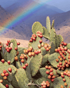 Prickly Pear Cactus – 15 Seeds