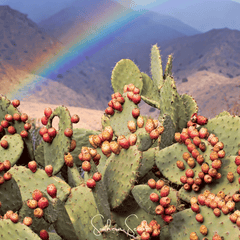 Collection image for: Cactus