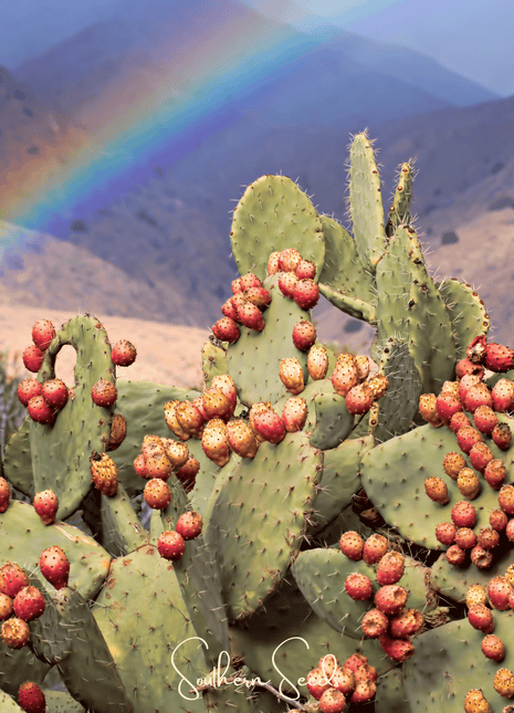 Prickly Pear Cactus – 15 Seeds
