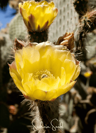 Prickly Pear Cactus – 15 Seeds