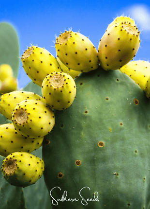 Prickly Pear Cactus – 15 Seeds