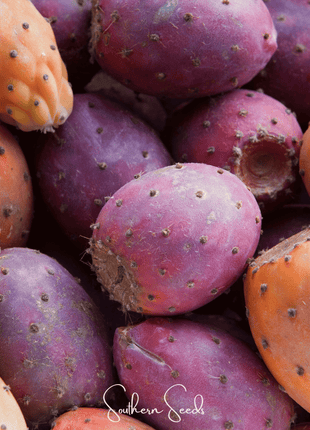 Prickly Pear Cactus – 15 Seeds