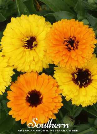 Fiesta Gitana Calendula – 100 Seeds