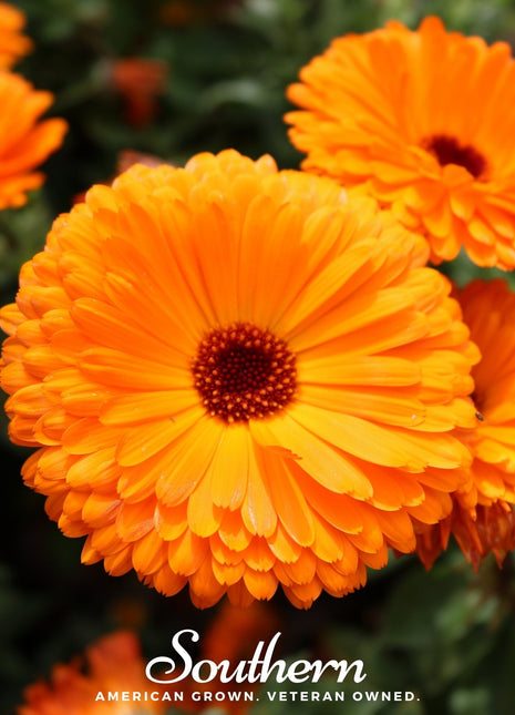 Fiesta Gitana Calendula – 100 Seeds