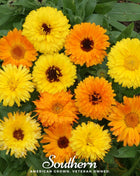 Fiesta Gitana Calendula – 100 Seeds