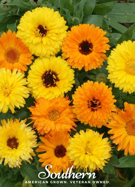 Fiesta Gitana Calendula – 100 Seeds