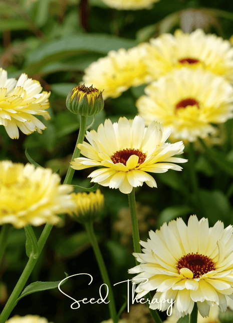 Ivory Princess Calendula – 50 Seeds