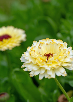 Ivory Princess Calendula – 50 Seeds