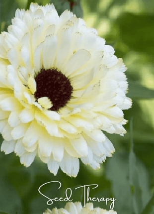 Ivory Princess Calendula – 50 Seeds
