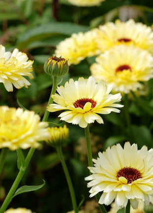 Ivory Princess Calendula – 50 Seeds