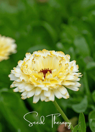 Ivory Princess Calendula – 50 Seeds