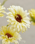 Ivory Princess Calendula – 50 Seeds