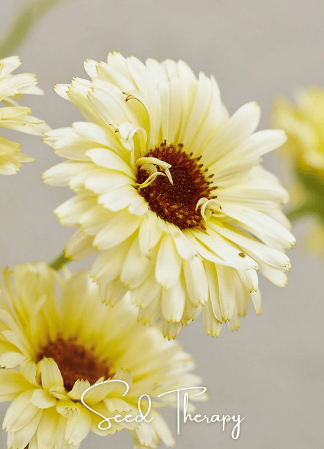 Ivory Princess Calendula – 50 Seeds