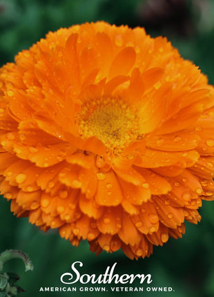 Orange King Calendula – 100 Seeds