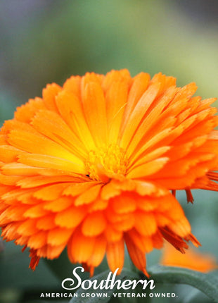 Orange King Calendula – 100 Seeds