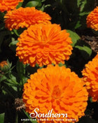 Orange King Calendula – 100 Seeds