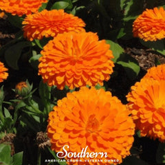 Collection image for: Calendula