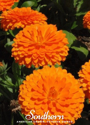 Orange King Calendula – 100 Seeds