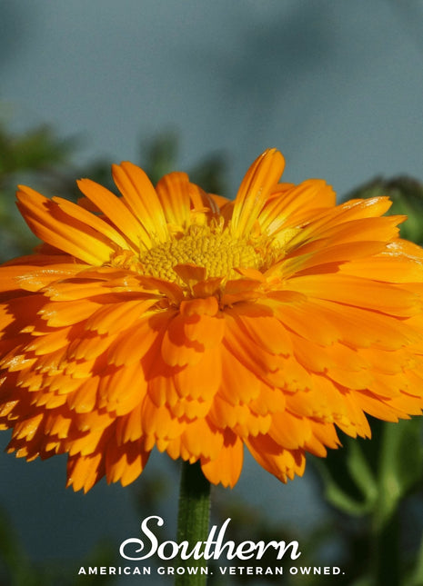 Orange King Calendula – 100 Seeds
