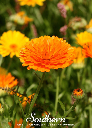 Pacific Beauty Calendula – 100 Seeds