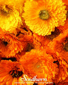 Pacific Beauty Calendula – 100 Seeds