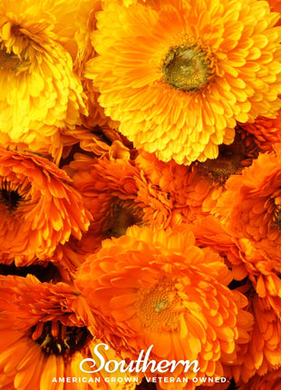 Pacific Beauty Calendula – 100 Seeds