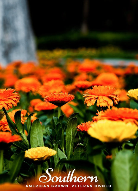 Pacific Beauty Calendula – 100 Seeds