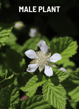 California Blackberry - 30 Seeds