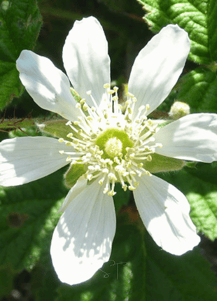California Blackberry - 30 Seeds