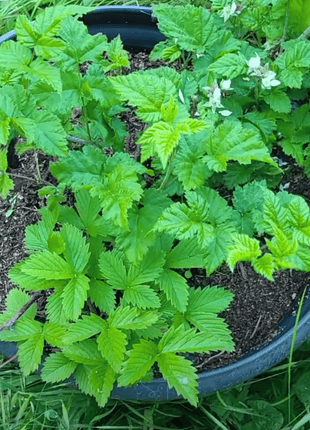 California Blackberry - 30 Seeds