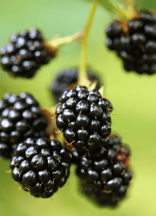 California Blackberry - 30 Seeds
