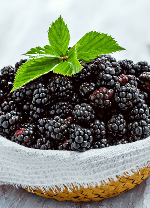 California Blackberry - 30 Seeds