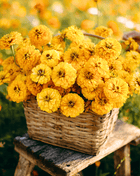 Canary Bird Zinnia – 100 Seeds