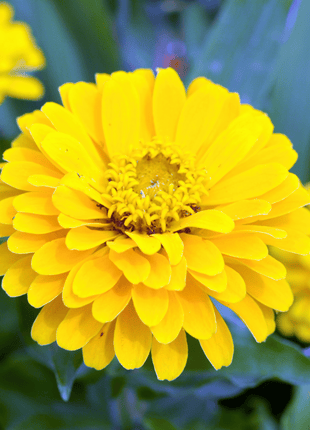 Canary Bird Zinnia – 100 Seeds