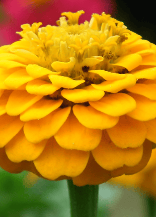 Canary Bird Zinnia – 100 Seeds