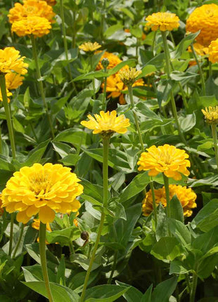 Canary Bird Zinnia – 100 Seeds