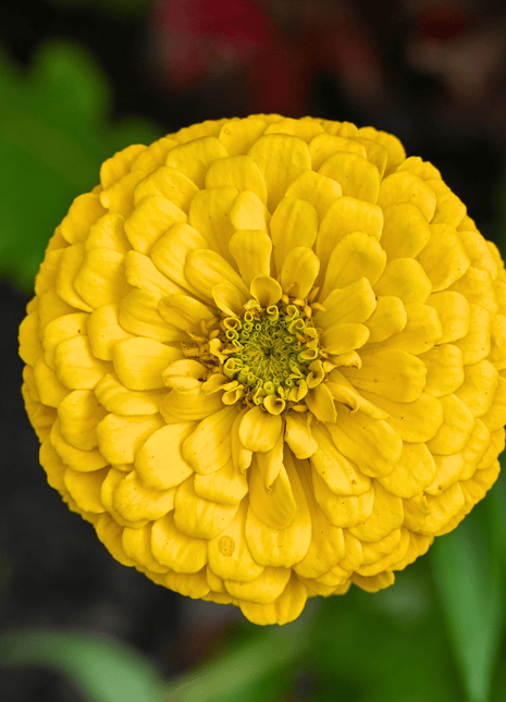 Canary Bird Zinnia – 100 Seeds