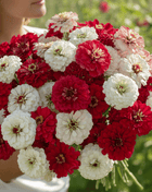 Candy Cane Zinnia – 100 Seeds